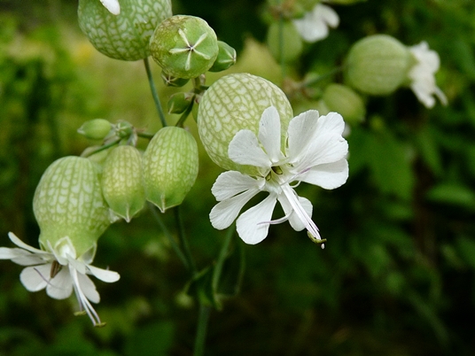 {Silene vulgaris}